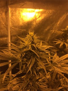 User uploaded image of Sin City Kush