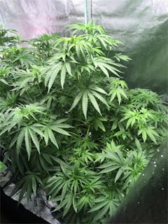 User uploaded image of Sin City Kush