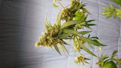 User uploaded image of Sin City Kush