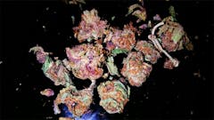 User uploaded image of Sin City Kush