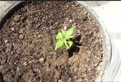 User uploaded image of Sinai