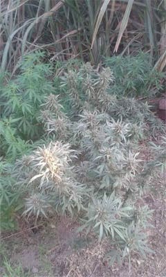 User uploaded image of Sinai