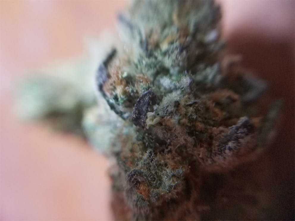 Photos of SinMint Cookies Weed Strain Buds Leafly
