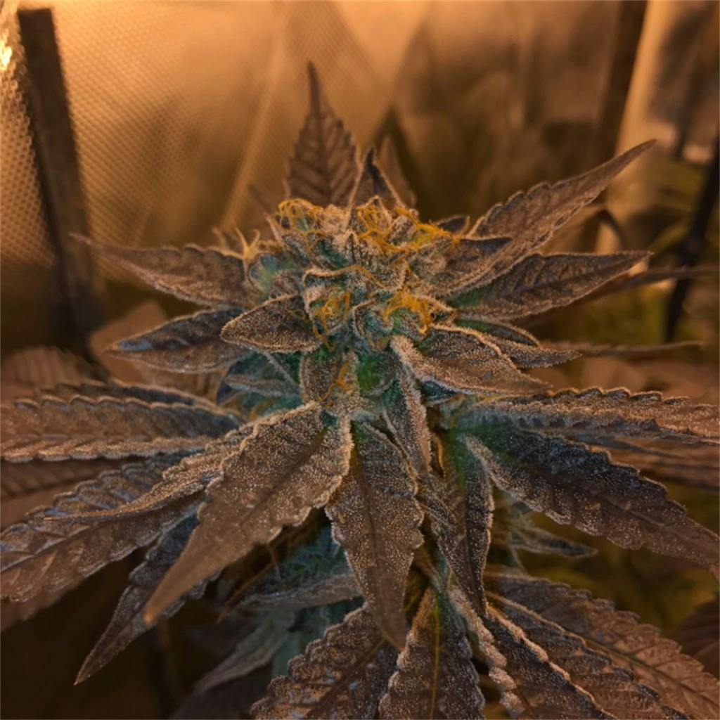 SinMint Cookies aka SMC, Sin Mint Weed Strain Information Leafly