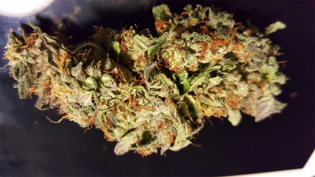 SinMint Cookies aka SMC, Sin Mint Weed Strain Information Leafly