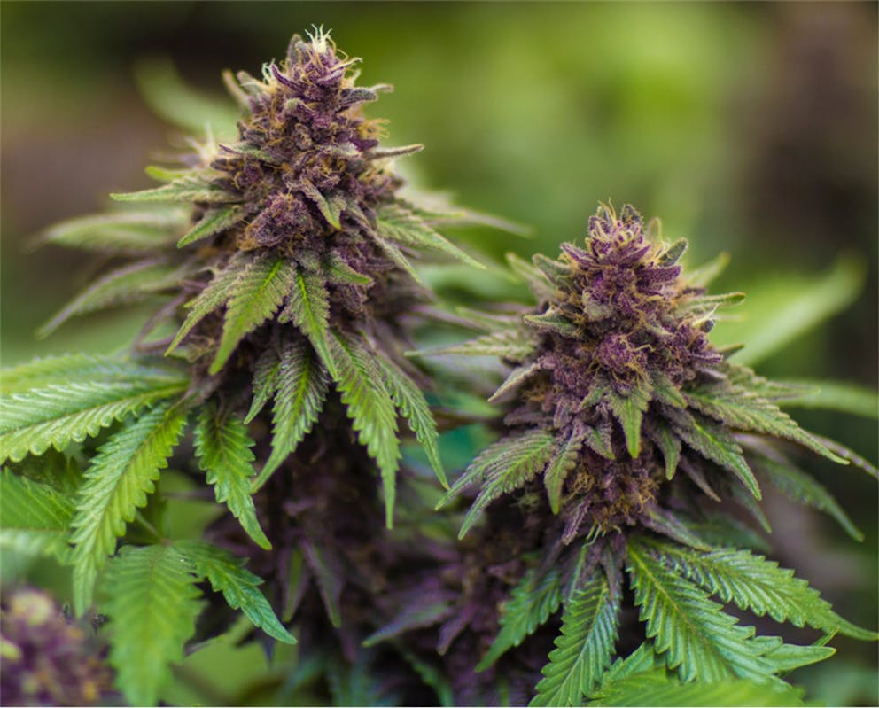 Photos of Sirius Black Weed Strain Buds Leafly