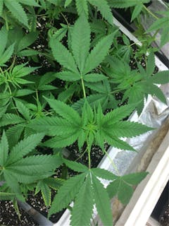 User uploaded image of Skins Skunk