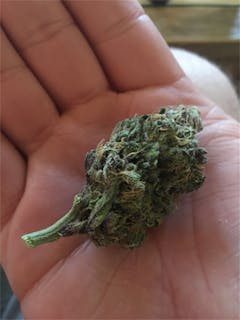 User uploaded image of Skunk 47