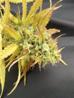 User uploaded image of Skunk 47