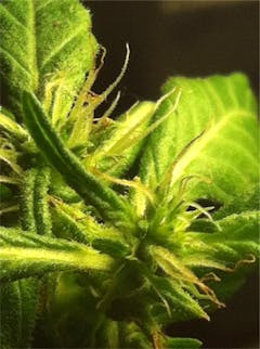 User uploaded image of Skunk Dawg