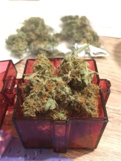 User uploaded image of Skunk Dawg
