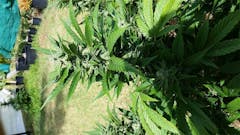 User uploaded image of Skunk Dawg