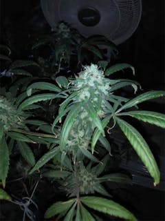 User uploaded image of Skunk 1