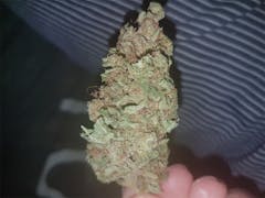 User uploaded image of Skunk 1