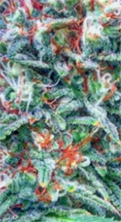 User uploaded image of Skunk 1