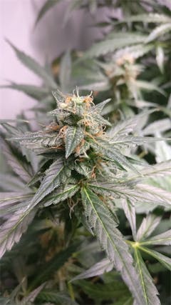 User uploaded image of Skunk 1