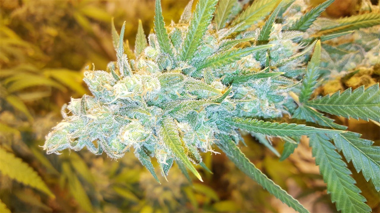 Photos of Skunkberry Weed Strain Buds | Leafly