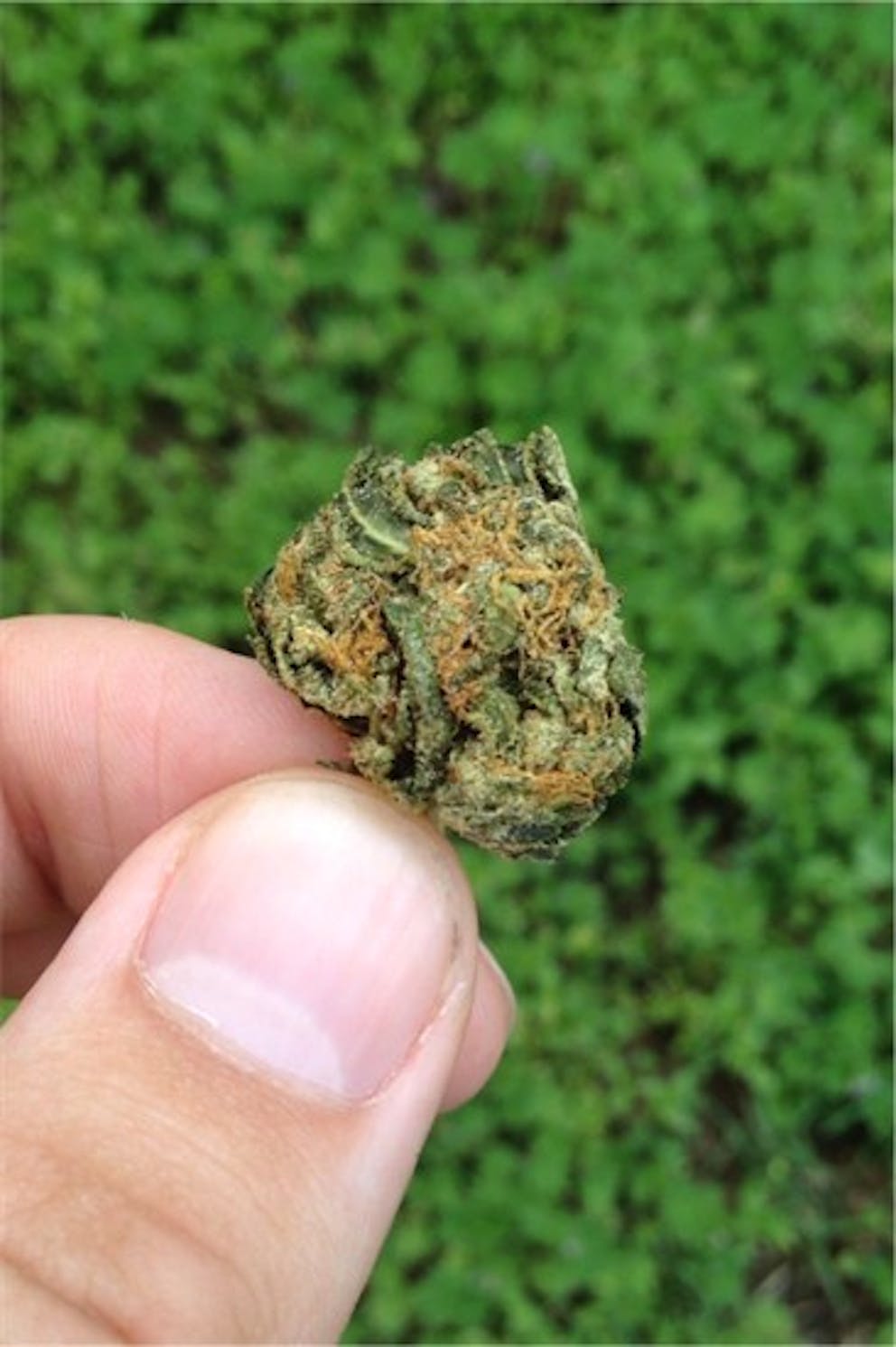 Photos of Skunky Diesel Weed Strain Buds | Leafly