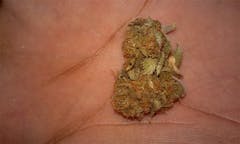 User uploaded image of Skunky Diesel