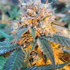 User uploaded image of Skywalker OG
