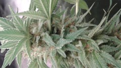 User uploaded image of Skywalker