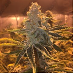 User uploaded image of Skywalker