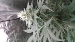 User uploaded image of Skywalker