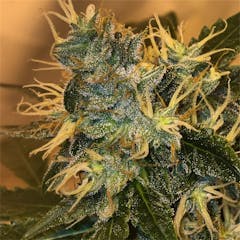 User uploaded image of SleeStack