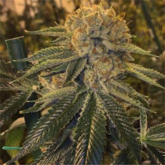 User uploaded image of Slimer OG