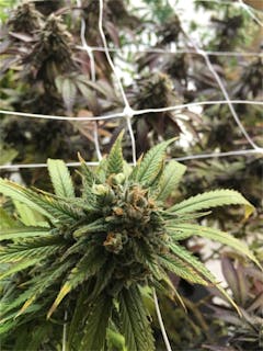 User uploaded image of Snoop's Dream