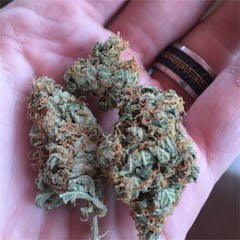 User uploaded image of Snow Bud
