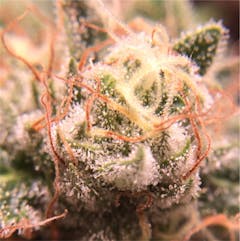 User uploaded image of Snow Diesel