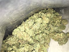 User uploaded image of Snow Leopard