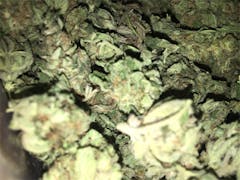 User uploaded image of Snow Leopard