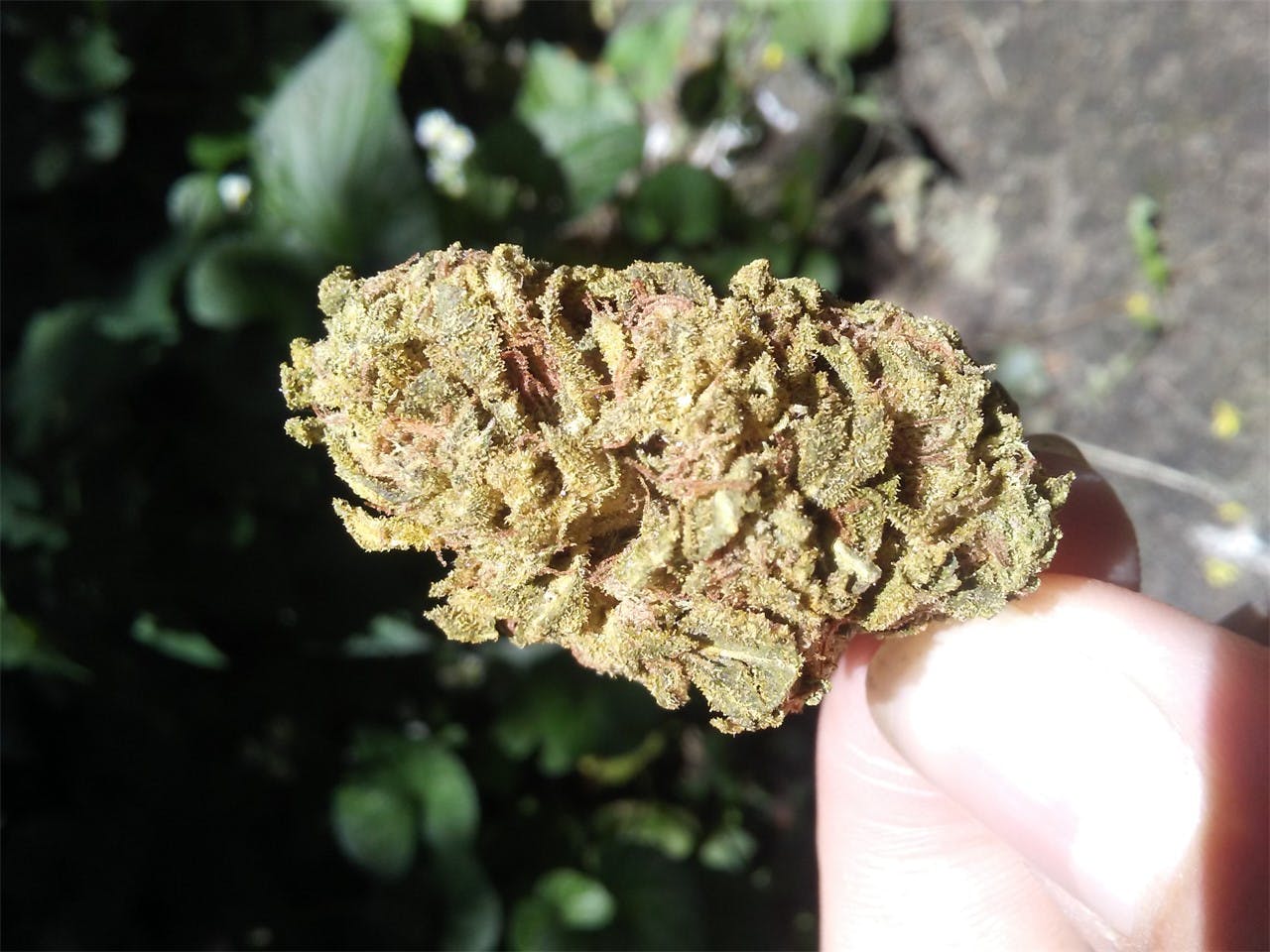 Snow Leopard Weed Strain Information | Leafly