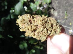 User uploaded image of Snow Leopard