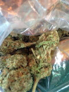 User uploaded image of Snow Lotus