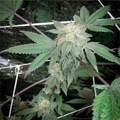 User uploaded image of Snowcap