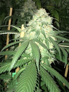 User uploaded image of SnowLAnd