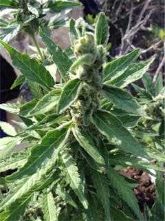 User uploaded image of Somango