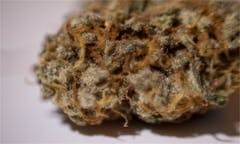 User uploaded image of Somango