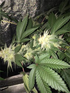 User uploaded image of Somango