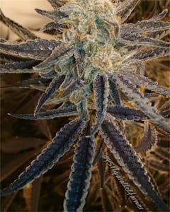 User uploaded image of Sonic Screwdriver