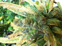 User uploaded image of Sour Alien