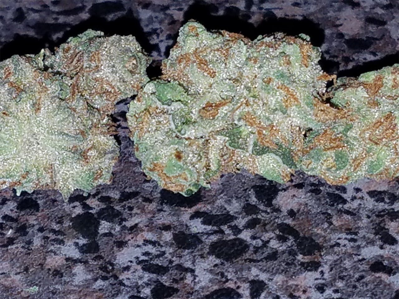 Sour Amnesia aka Sour Amnesia Haze Marijuana Strain Information Leafly