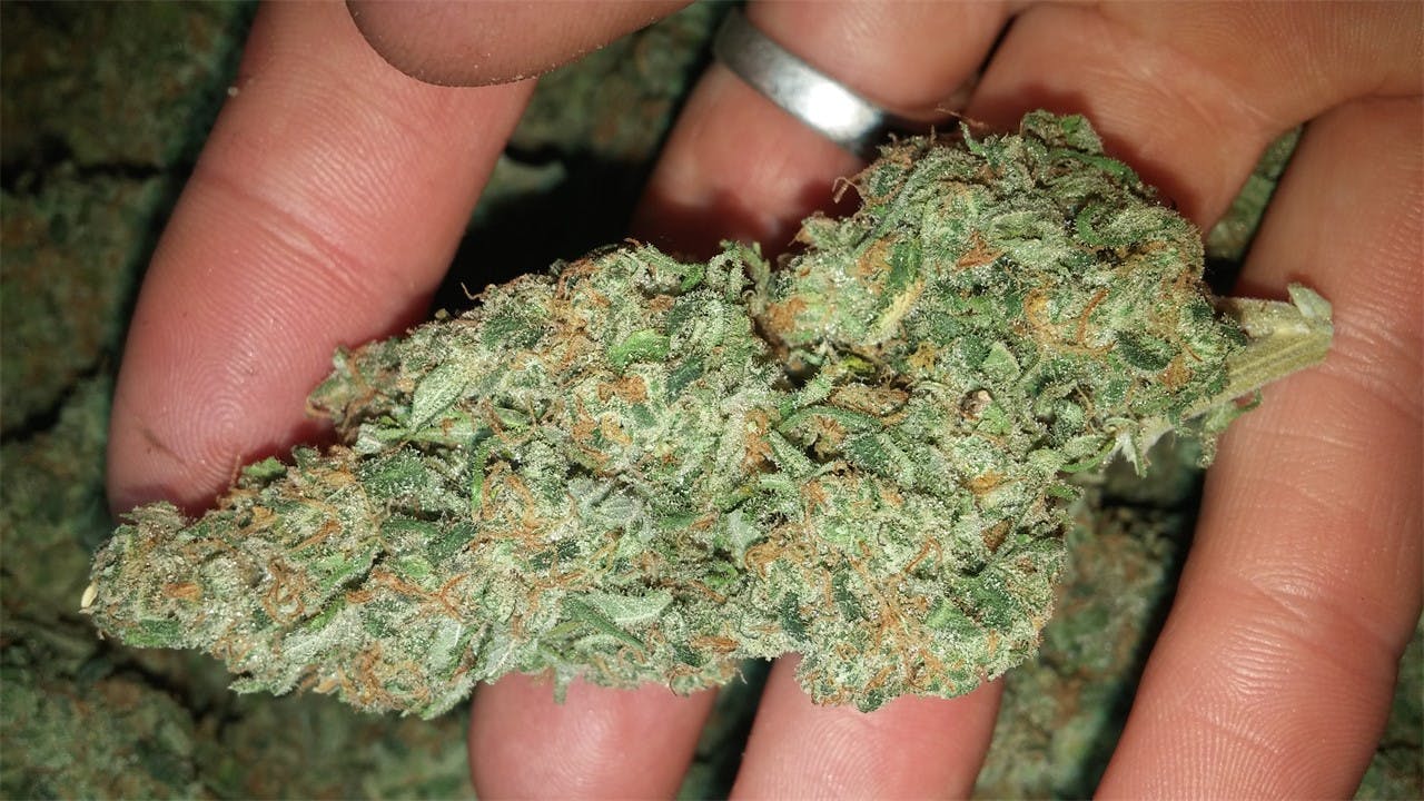 Photos of Sour Apple Weed Strain Buds Leafly