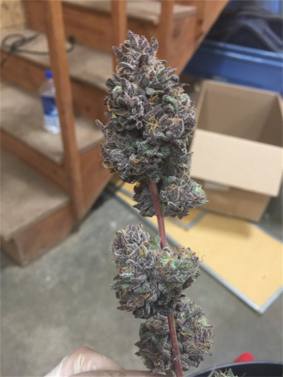 Photos of Sour Apple Weed Strain Buds Leafly