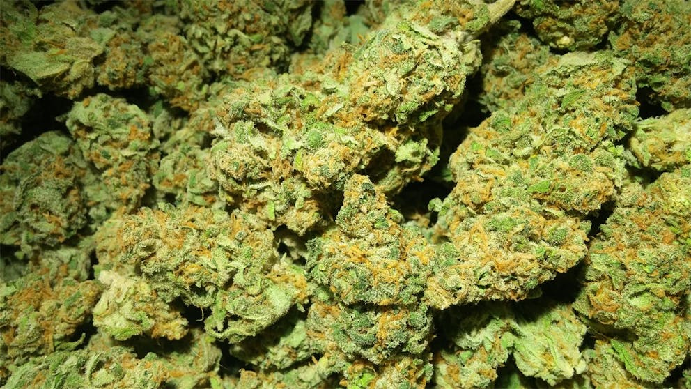 Photos of Sour Apple Weed Strain Buds Leafly