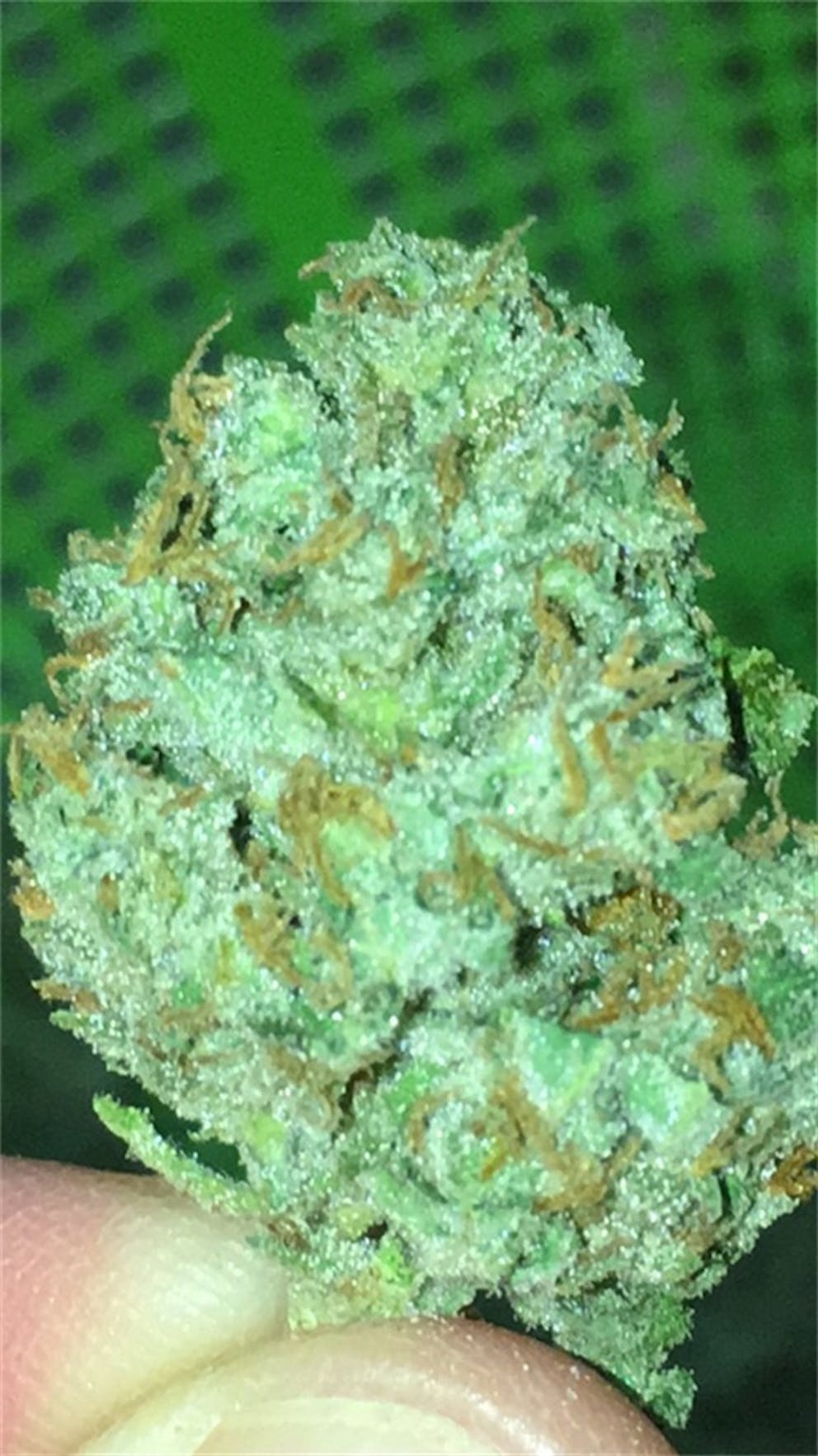 Sherbet strain leafly