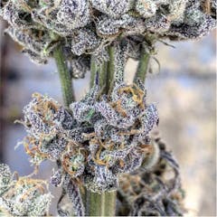 User uploaded image of Sour Banana Sherbet